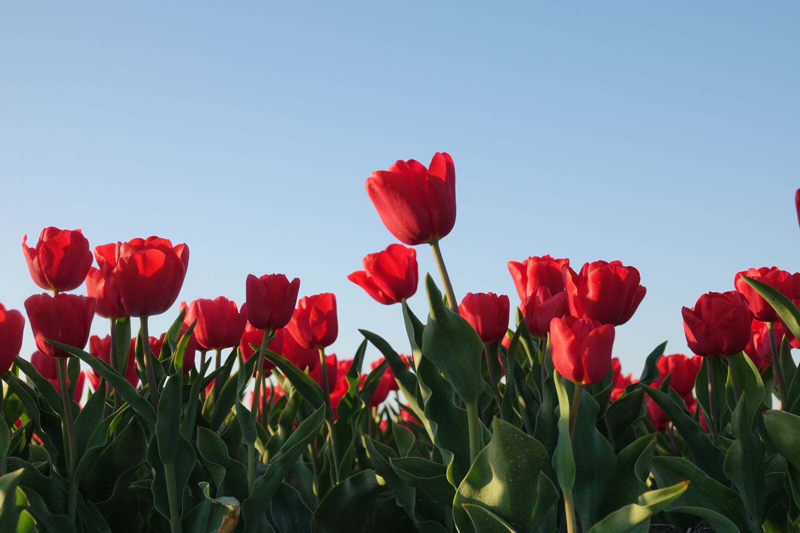 Sony Cyber-shot DSC-RX10 III sample photo. Tulips, tulip field, red photography