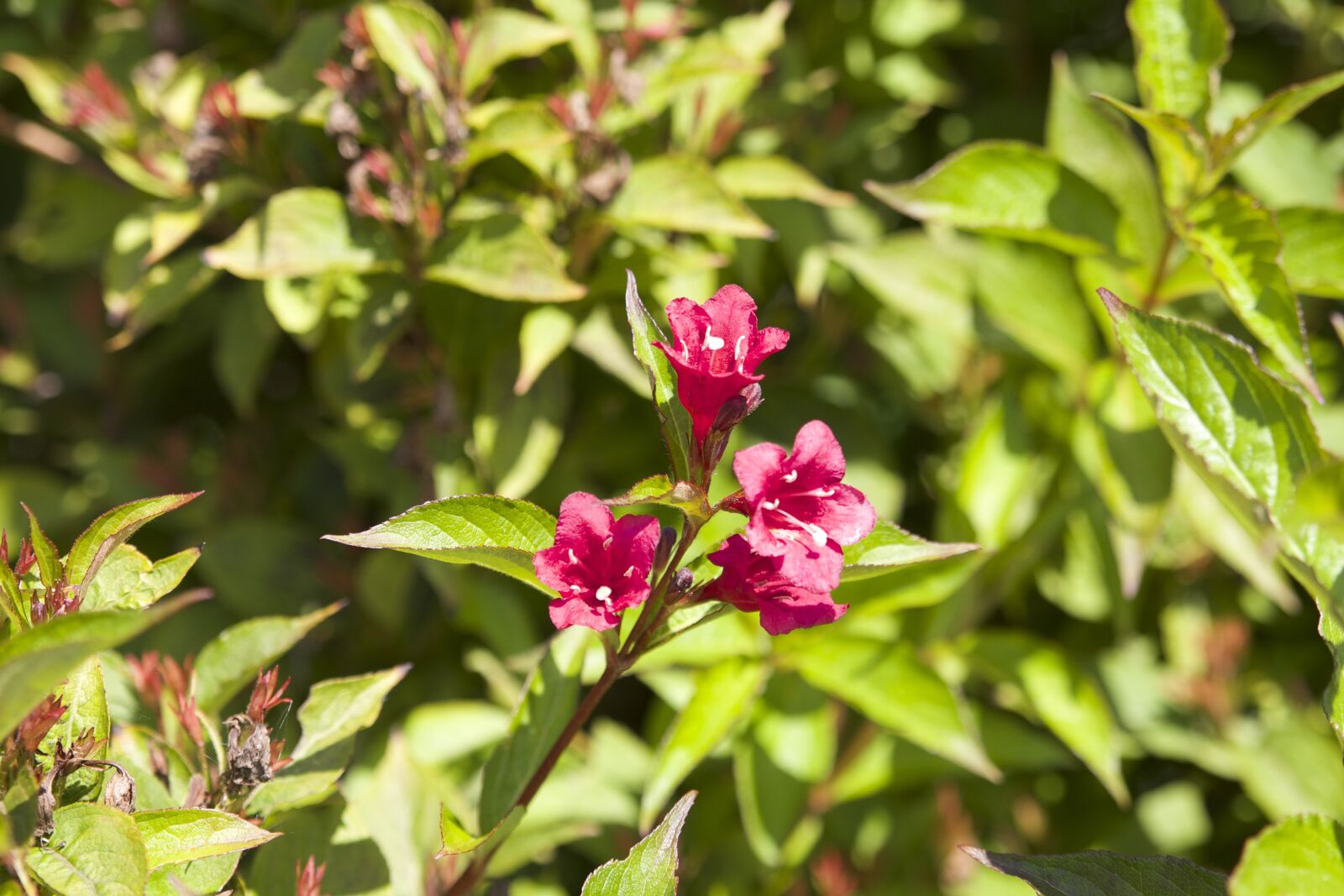 Canon EOS 650D (EOS Rebel T4i / EOS Kiss X6i) sample photo. Macro, sheet, nature photography