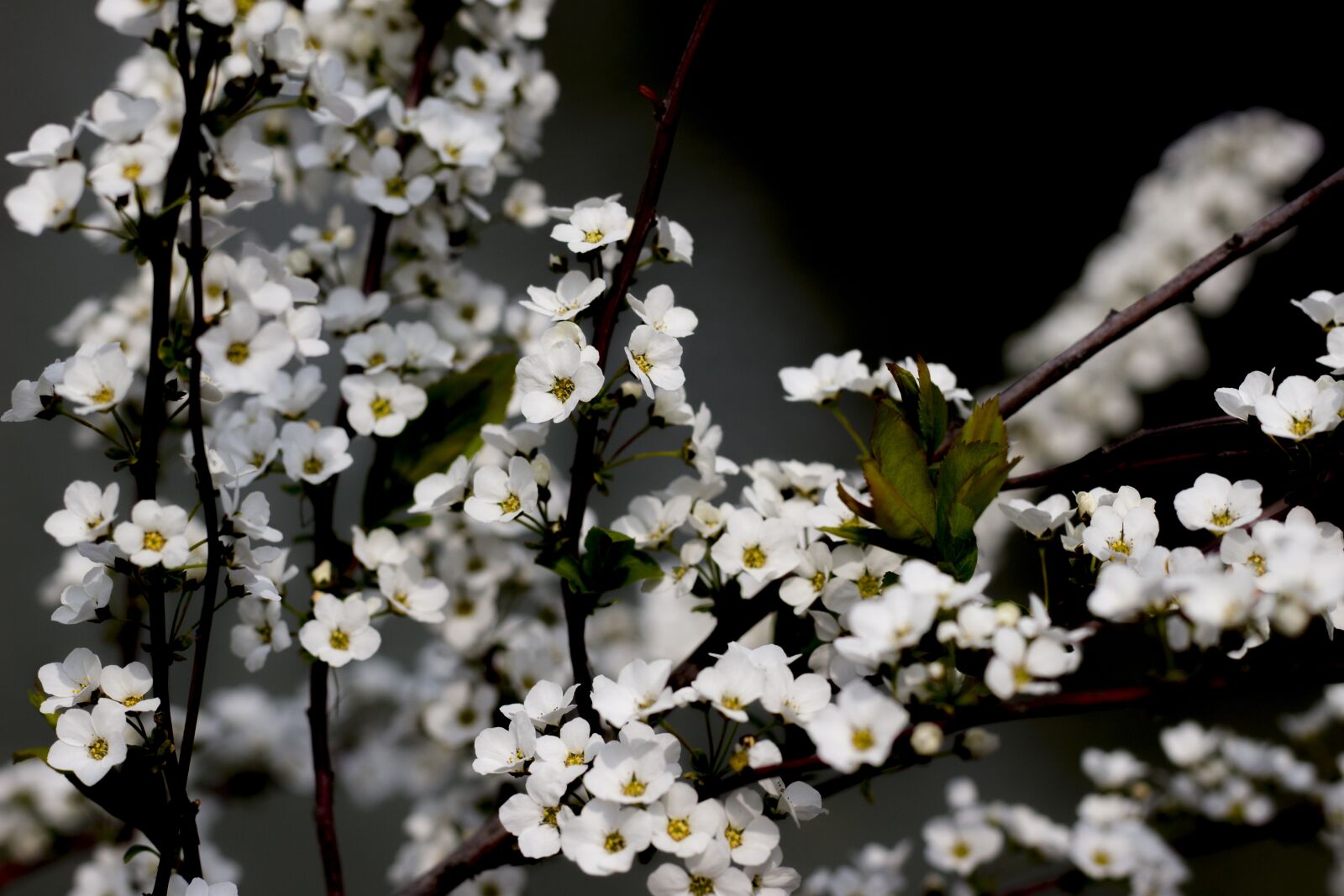 Canon EOS 100D (EOS Rebel SL1 / EOS Kiss X7) + Canon EF 50mm F1.8 STM sample photo. Meadowsweet trees, white, flower photography