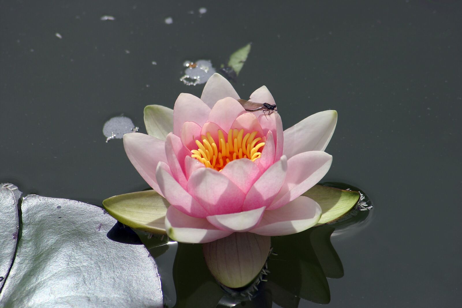 Canon EOS 300D (EOS Digital Rebel / EOS Kiss Digital) sample photo. Water lily, pond, water photography