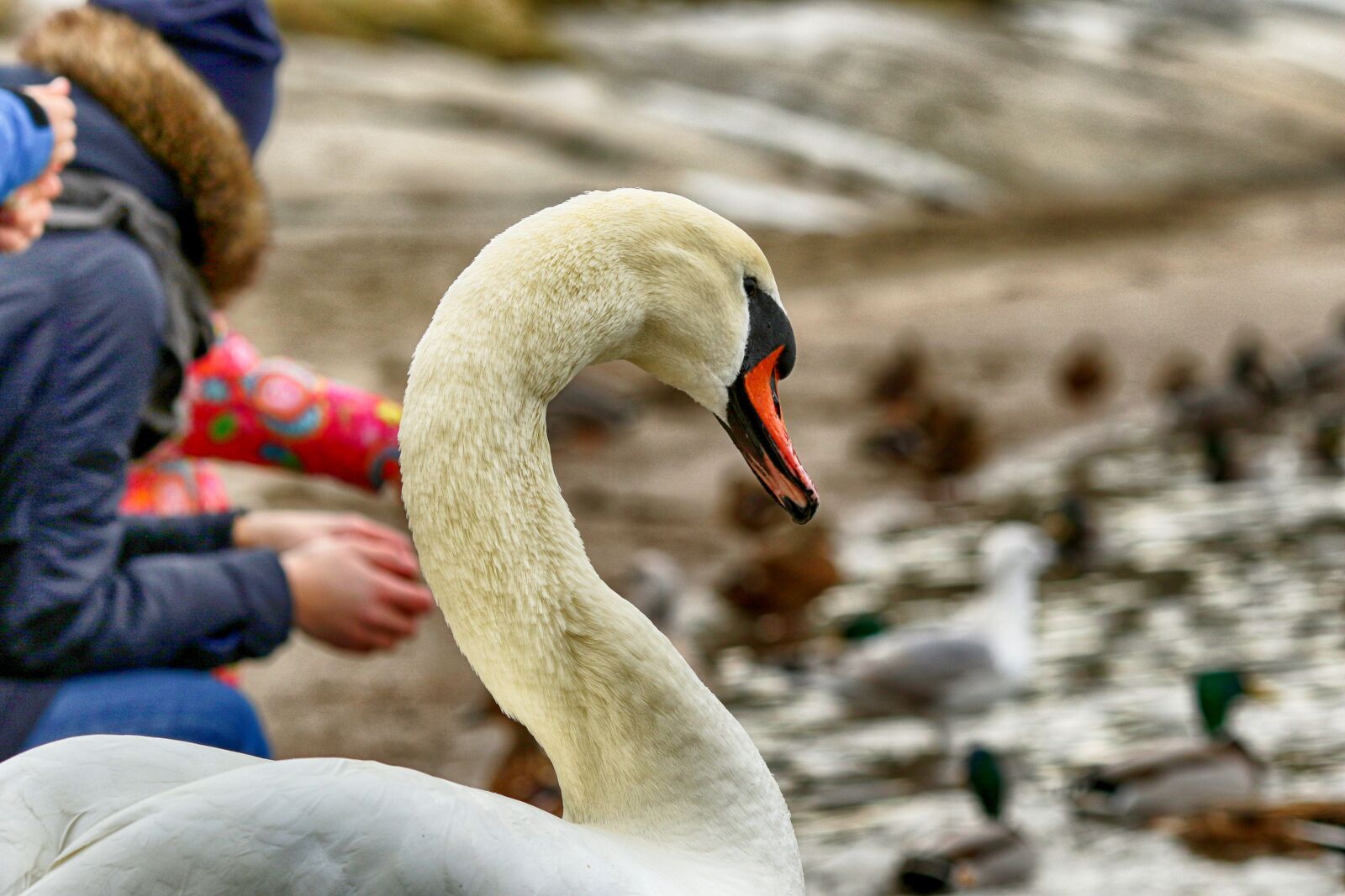 Canon EOS 7D Mark II + Canon EF 135mm F2L USM sample photo. Swan, people, wildlife photography