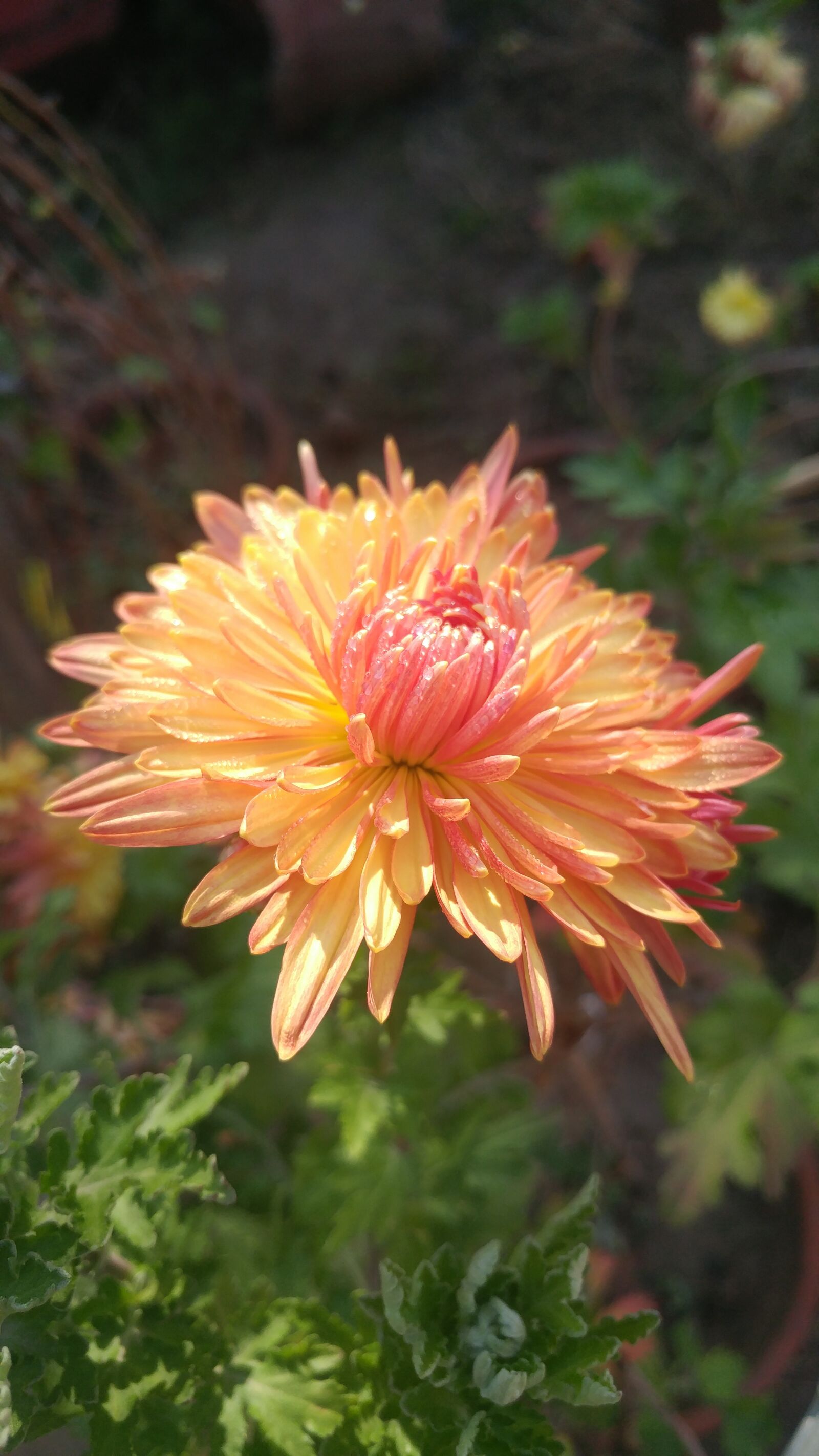 LG G5 sample photo. Chrysanthemum flower, dew, nature photography