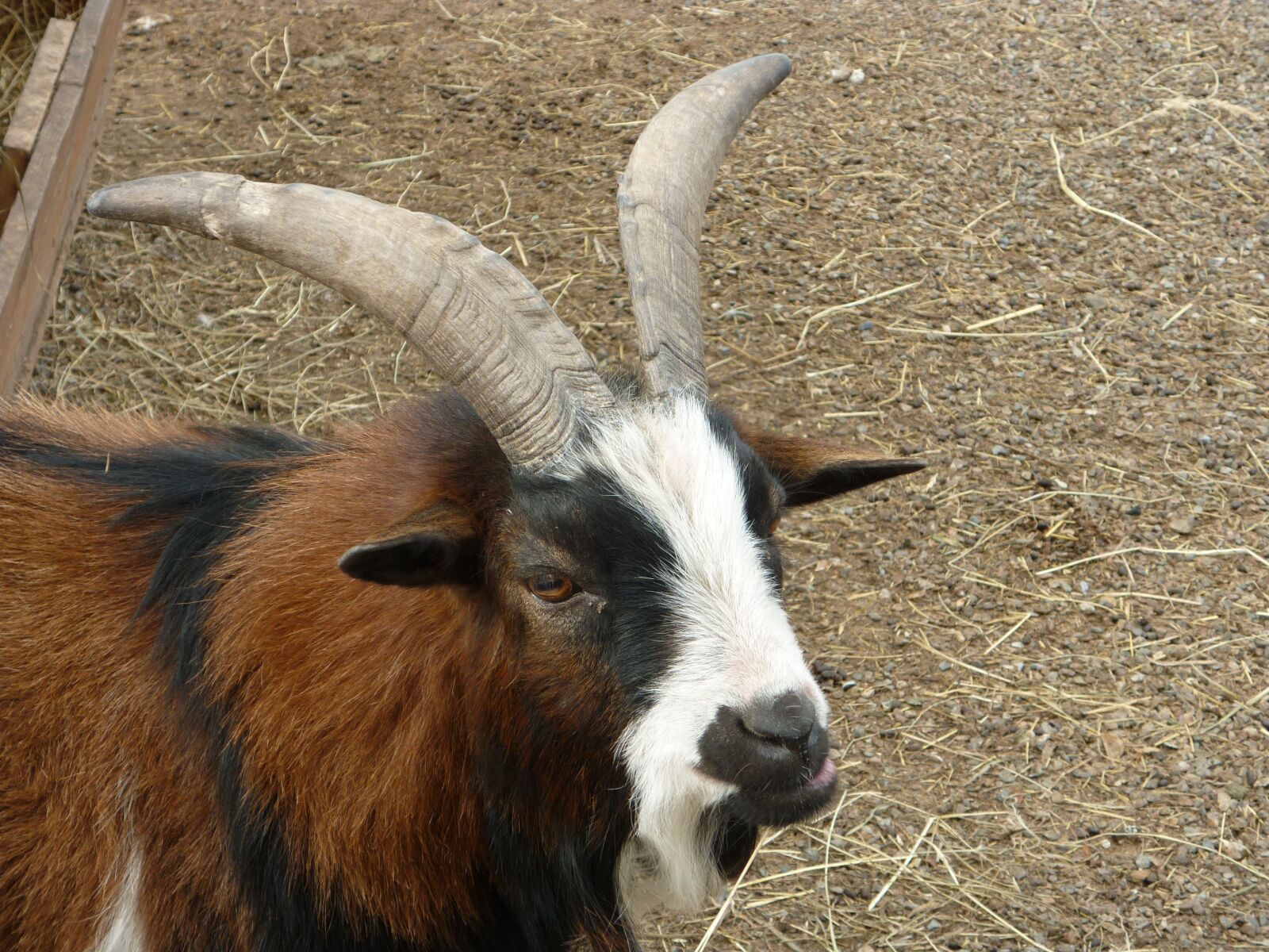 Panasonic DMC-FS42 sample photo. Animals, goat, horns photography