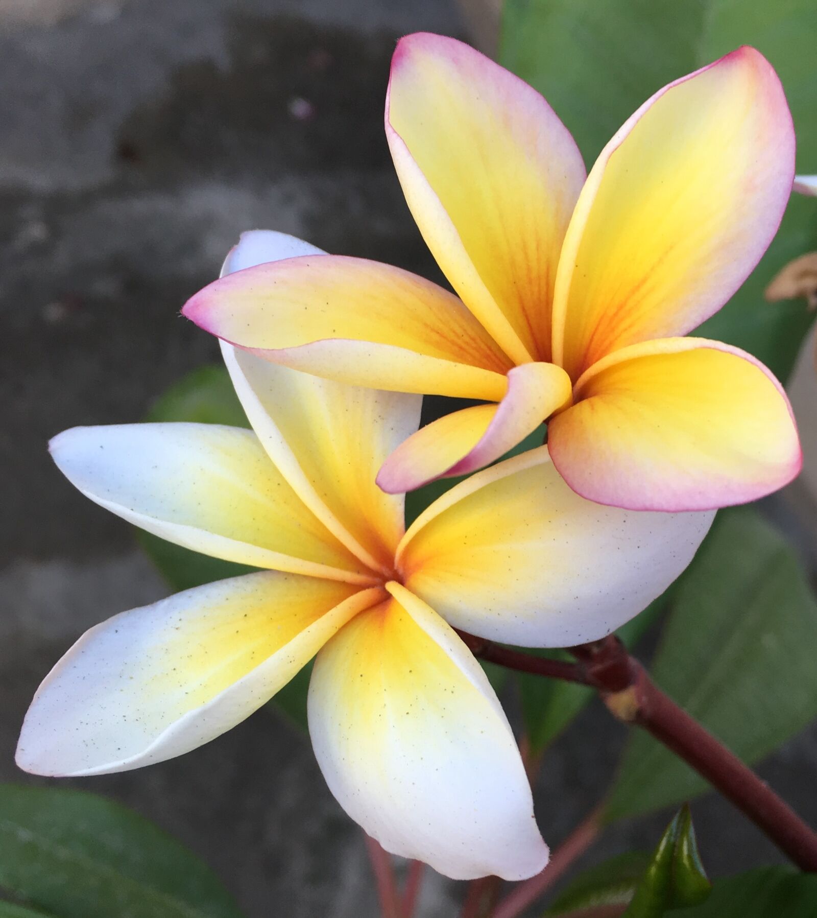 Apple iPhone 6s sample photo. Flower, frangipani, plumeria photography