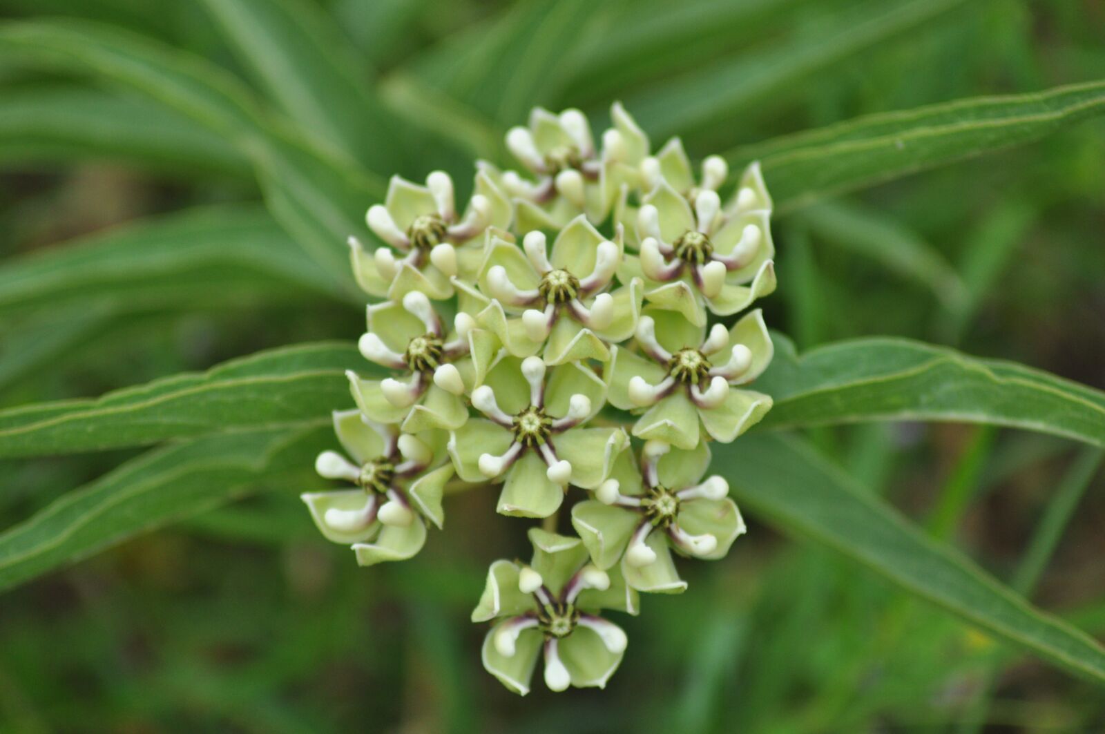 Nikon D90 sample photo. Wildflower, spring, nature photography