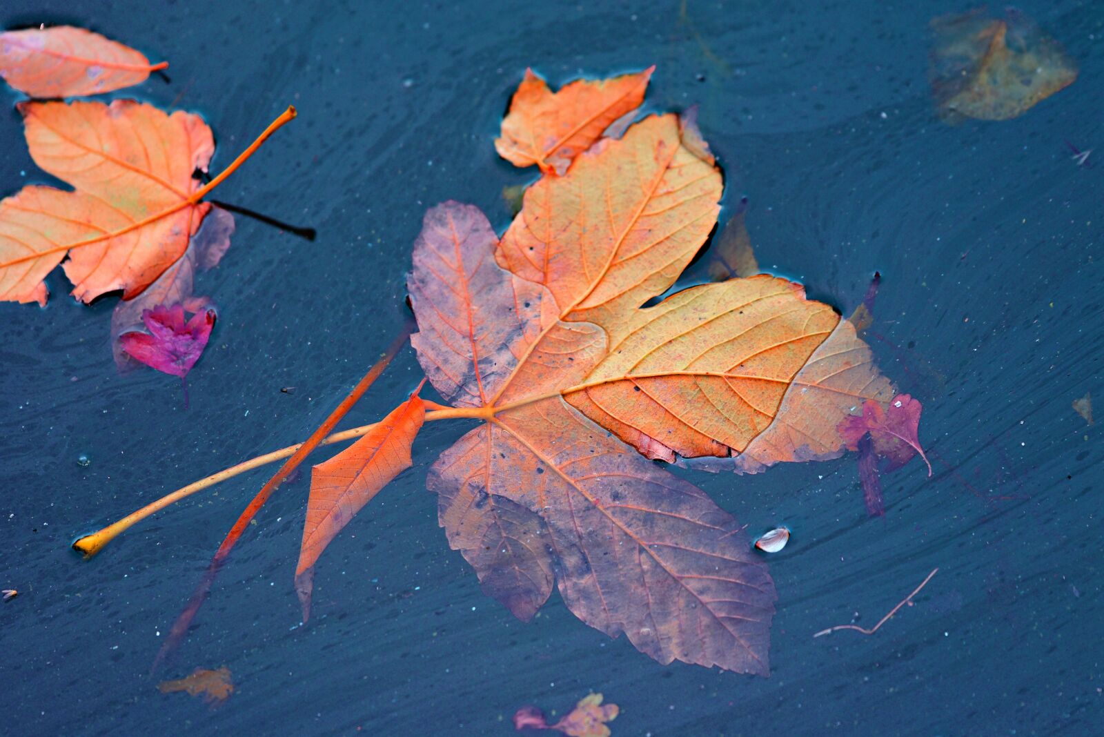 Nikon D750 sample photo. Autumn leaf, vein, water photography