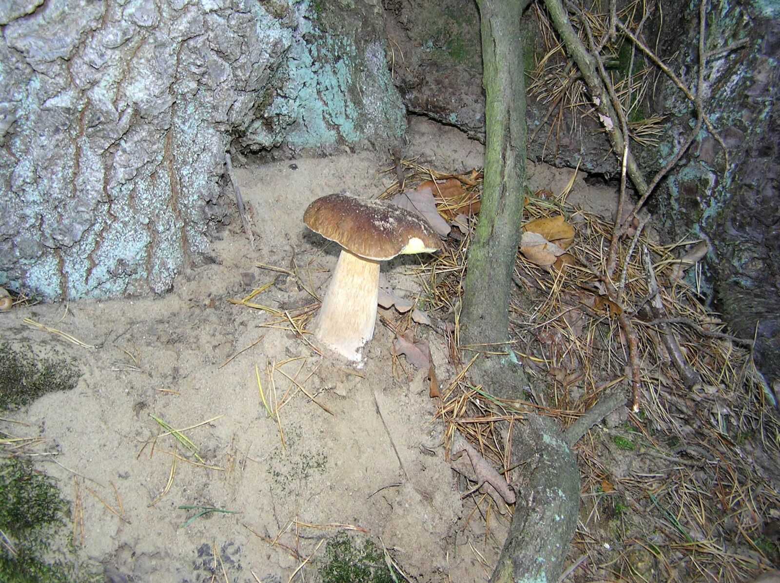 Olympus C765UZ sample photo. Steinilz, mushroom, forest mushroom photography