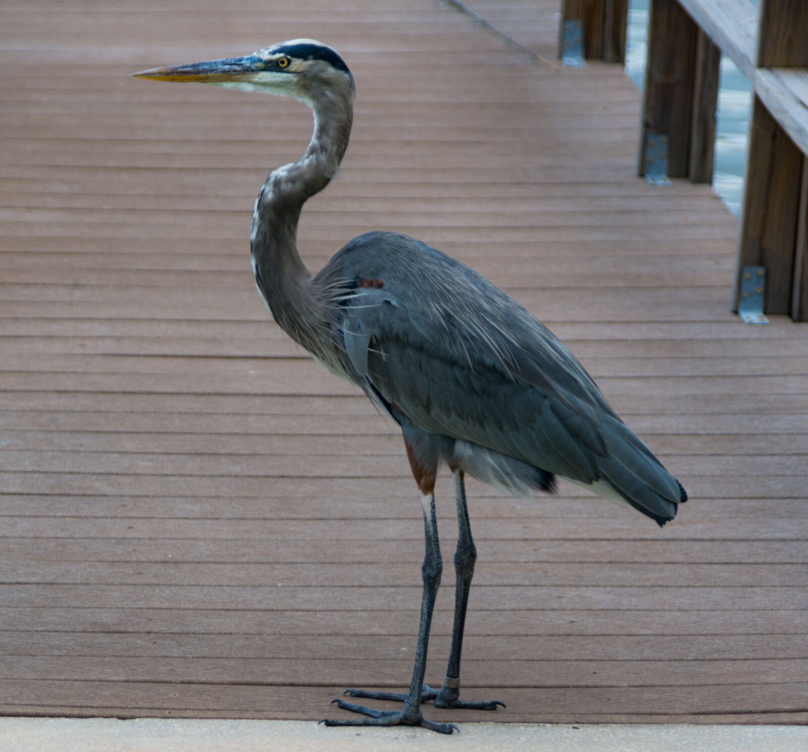 Nikon D800 sample photo. Bird, ocean, sea photography