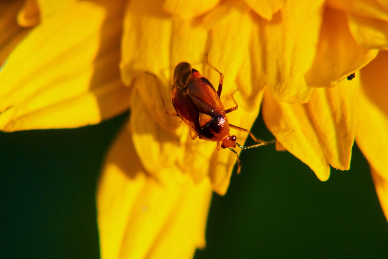 Sony E 55-210mm F4.5-6.3 OSS sample photo. Beetle, insect, blossom photography