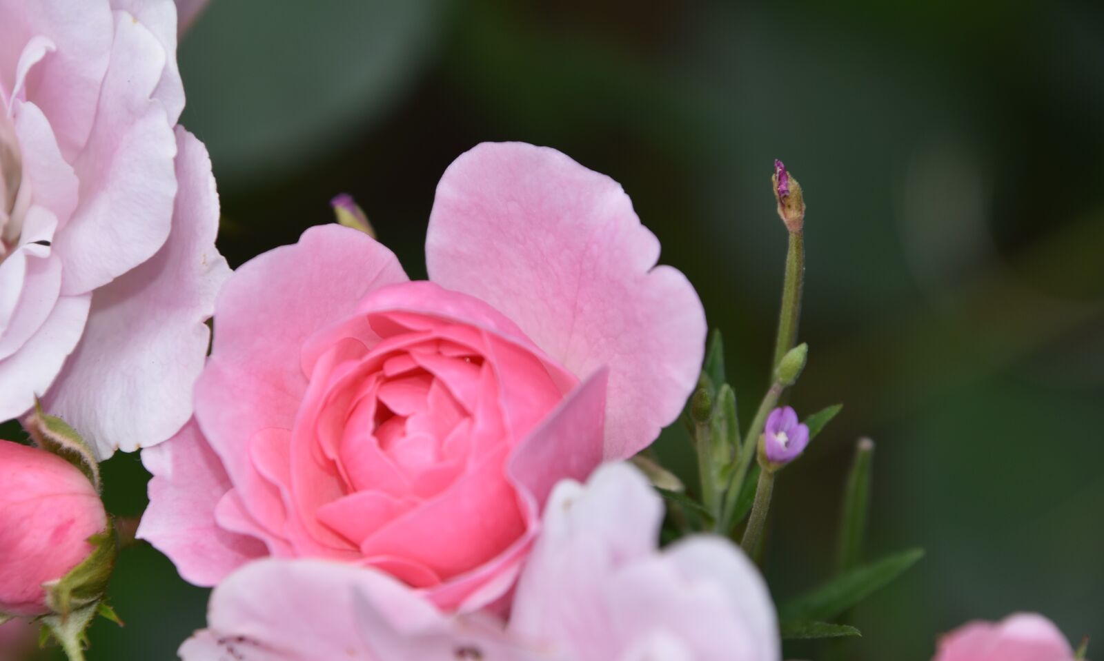 Nikon D5600 sample photo. Rosebush, pink, flower photography