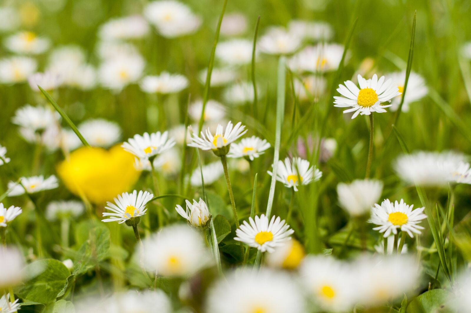 Nikon D300S sample photo. Daisies, spring, may photography