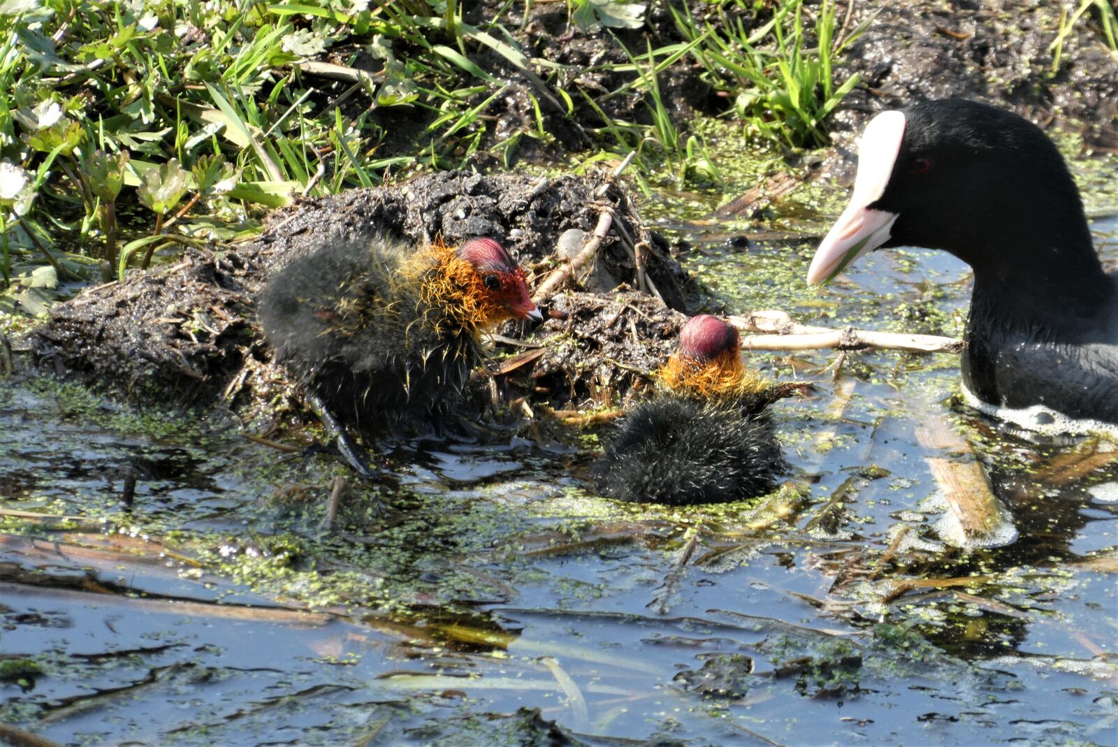 Panasonic Lumix DC-ZS70 (Lumix DC-TZ90) sample photo. Coot, nest, chick photography