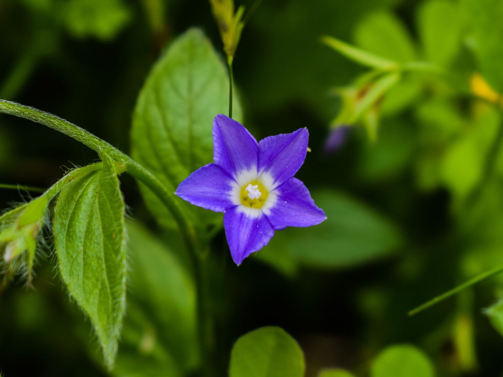 Nikon D3300 sample photo. Wildflower, flower, purple photography