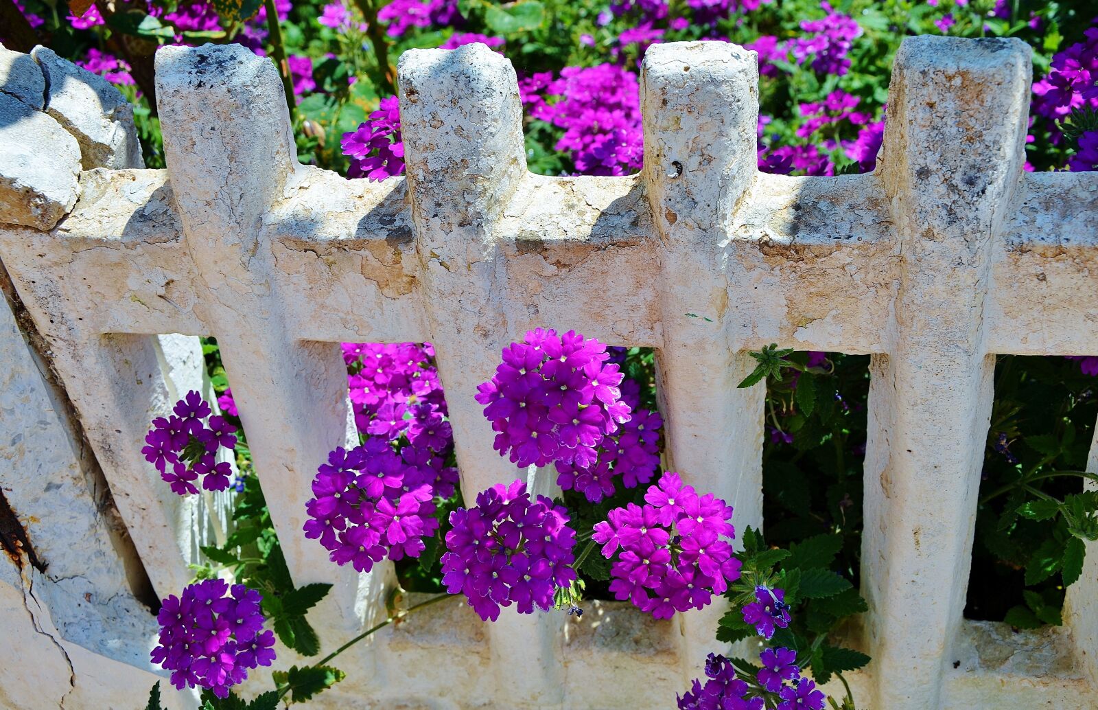 Nikon D7000 sample photo. Flower, spring, summer photography