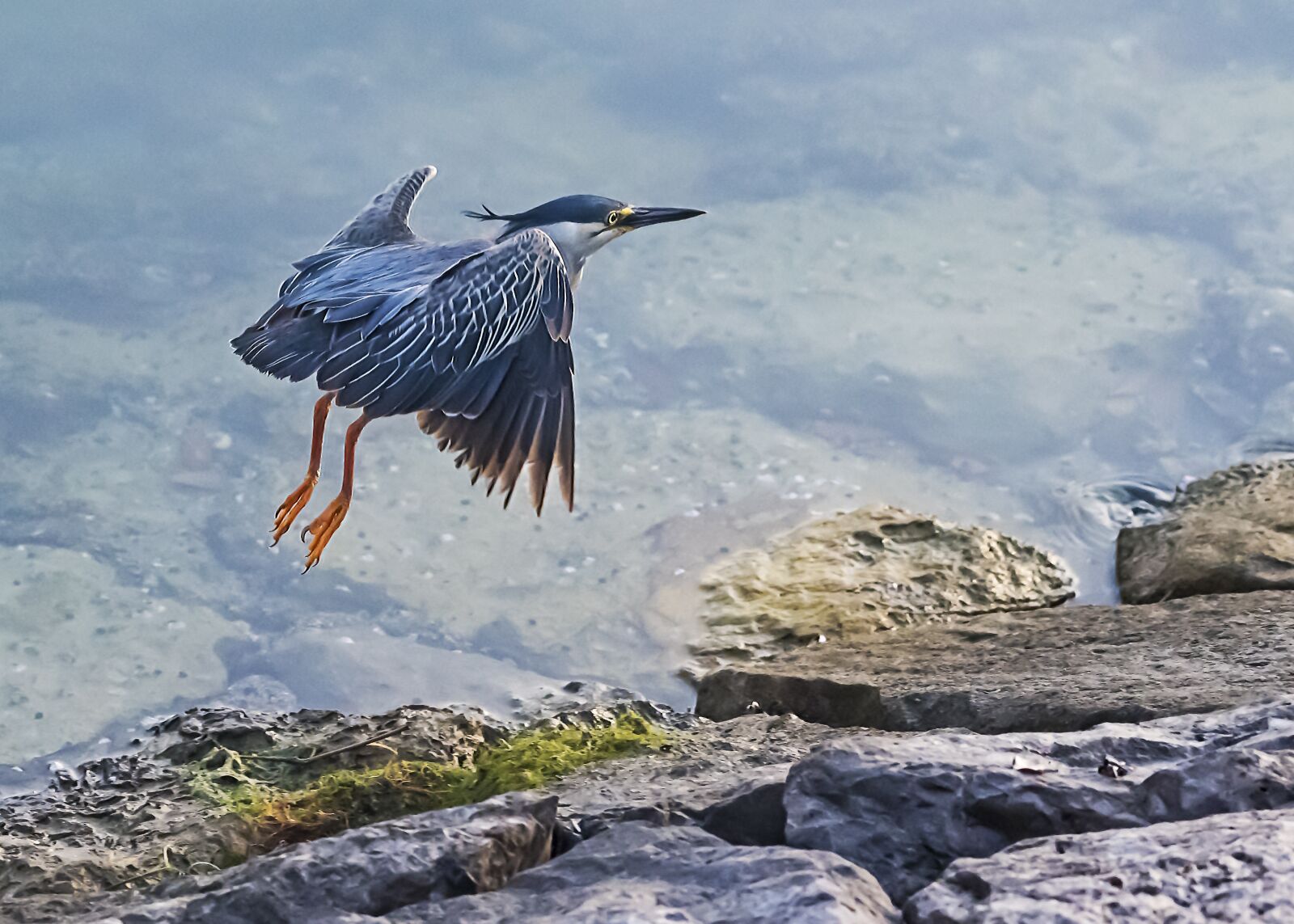 Nikon D5 sample photo. Heron, flying, bird photography