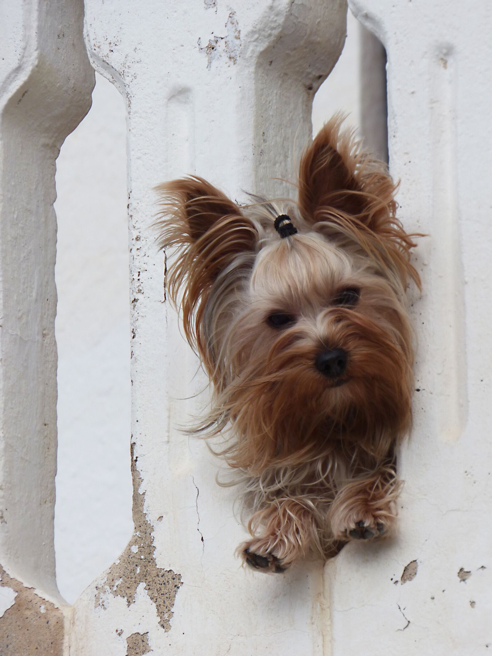 Panasonic Lumix DMC-FZ70 sample photo. Dog, yorkshire terrier, have photography