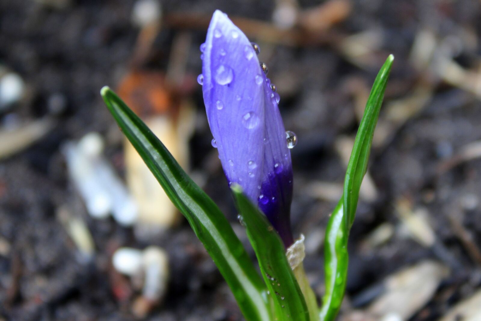 Canon EOS 1200D (EOS Rebel T5 / EOS Kiss X70 / EOS Hi) sample photo. Krokus, early spring, spring photography