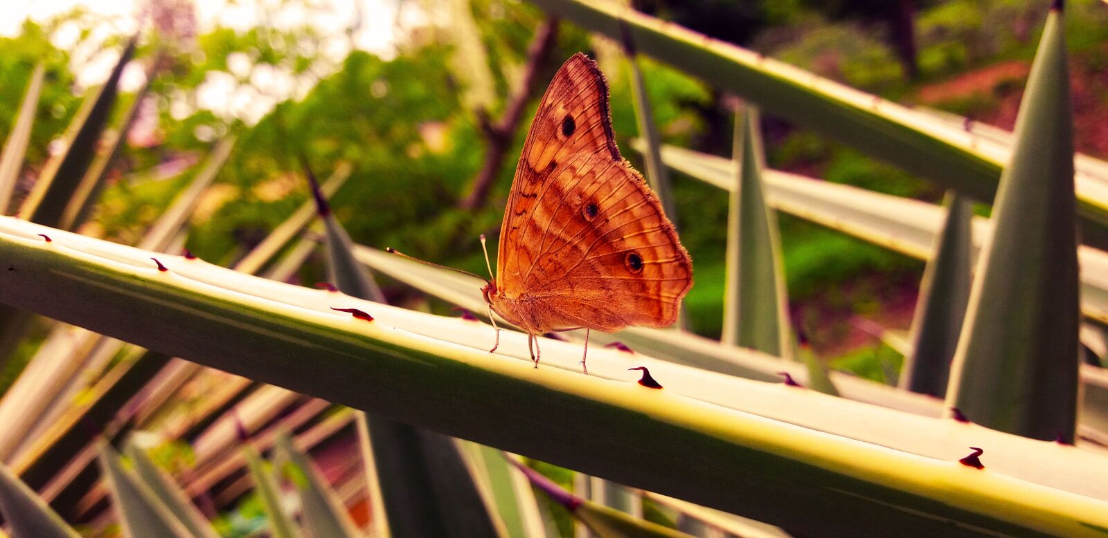 Samsung Galaxy J5 sample photo. Butterfly, red, insects photography