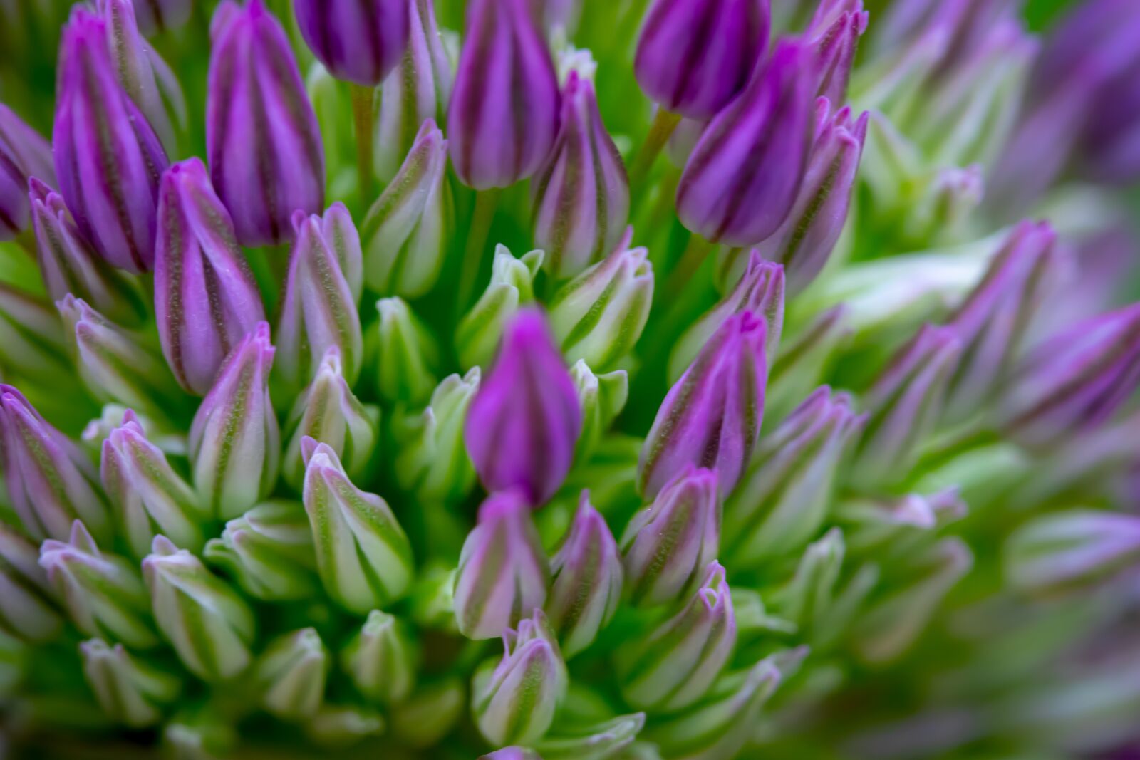 Canon EF-S 60mm F2.8 Macro USM sample photo. Ornamental onion, allium plant photography