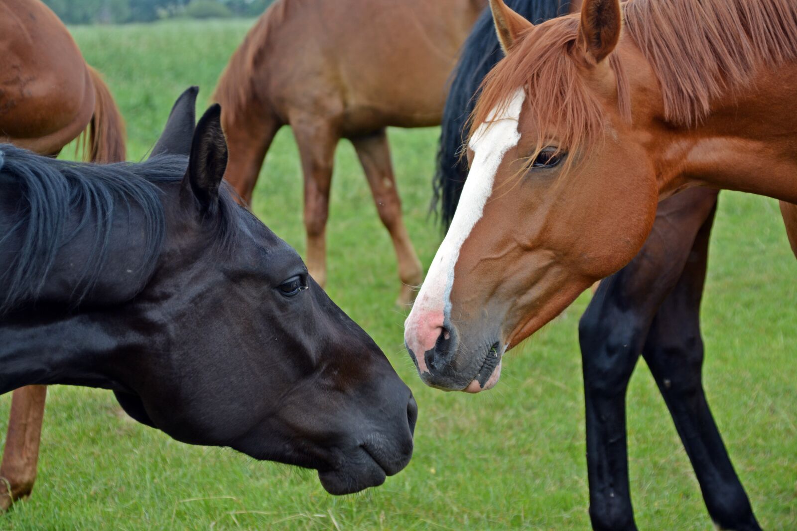 Nikon D5200 sample photo. Horses, head, horse head photography