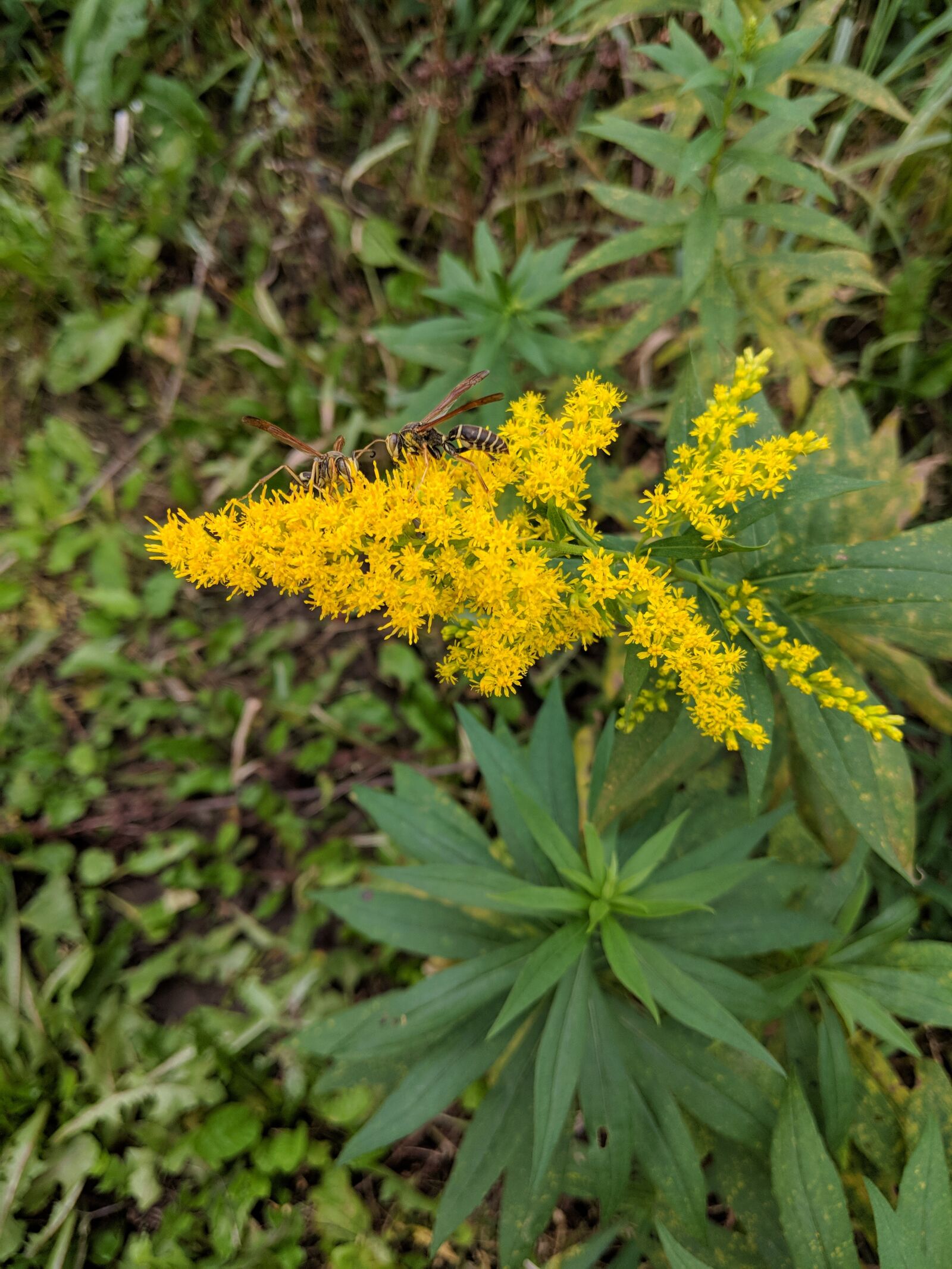 Google Pixel 2 XL sample photo. Ragweed, wasp, wasps photography