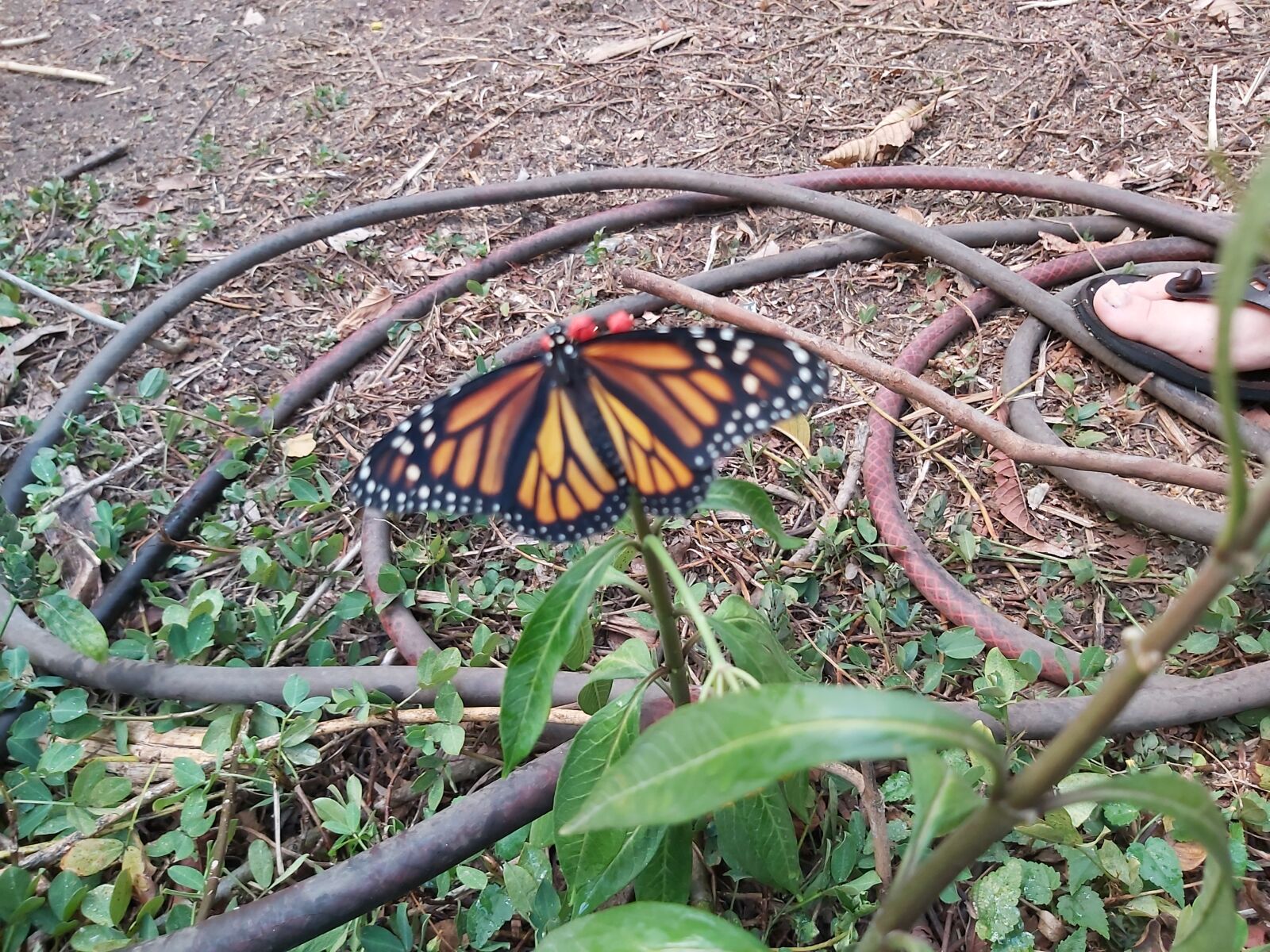 Samsung Galaxy A70 sample photo. Butterfly, nature, garden photography