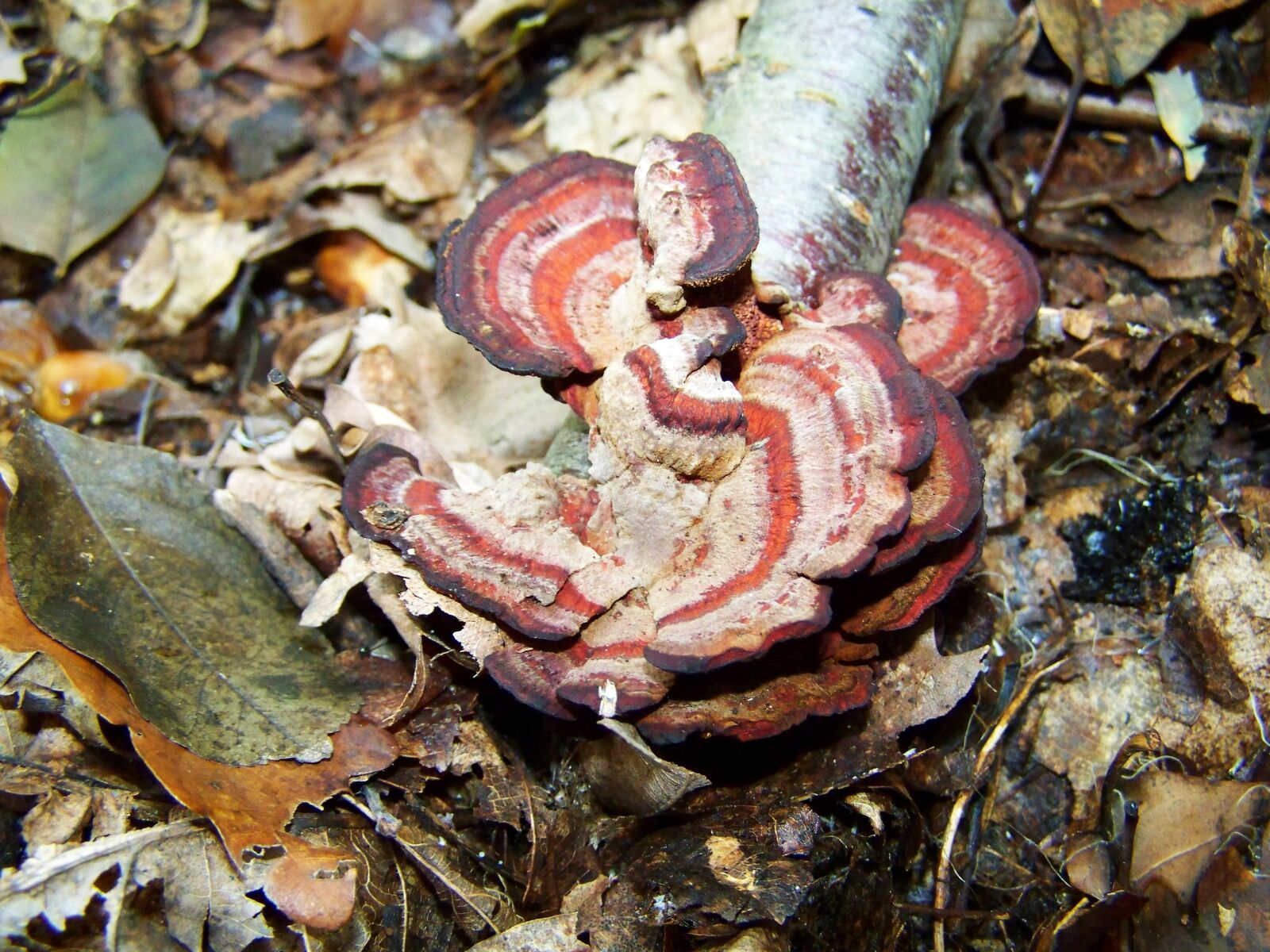 Kodak EASYSHARE ZD710 ZOOM DIGITAL CAMERA sample photo. Tinder fungus, nature, forest photography