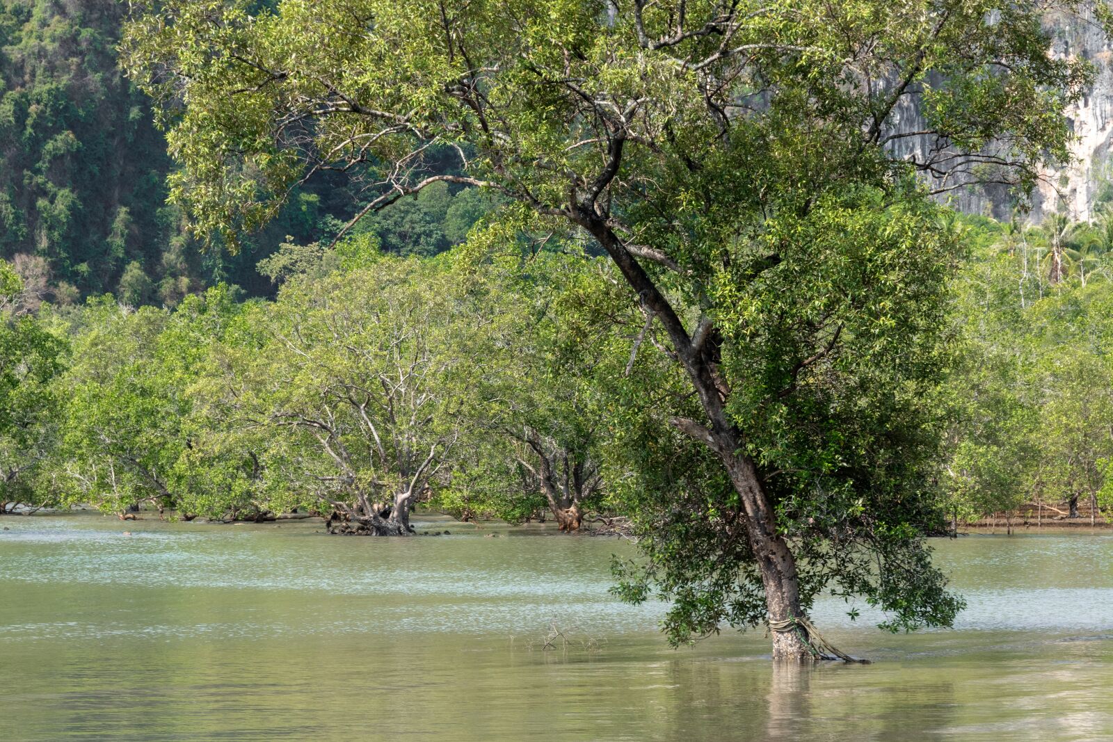 Nikon D5600 sample photo. Thailand, trees, sea photography