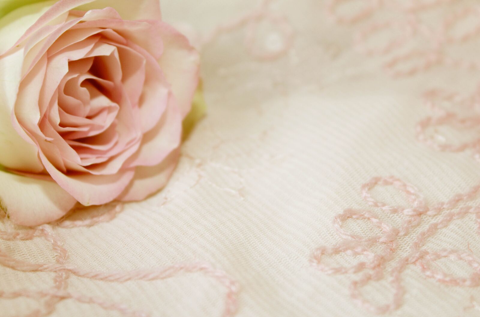 Canon EOS 600D (Rebel EOS T3i / EOS Kiss X5) sample photo. Rose, background, pink photography