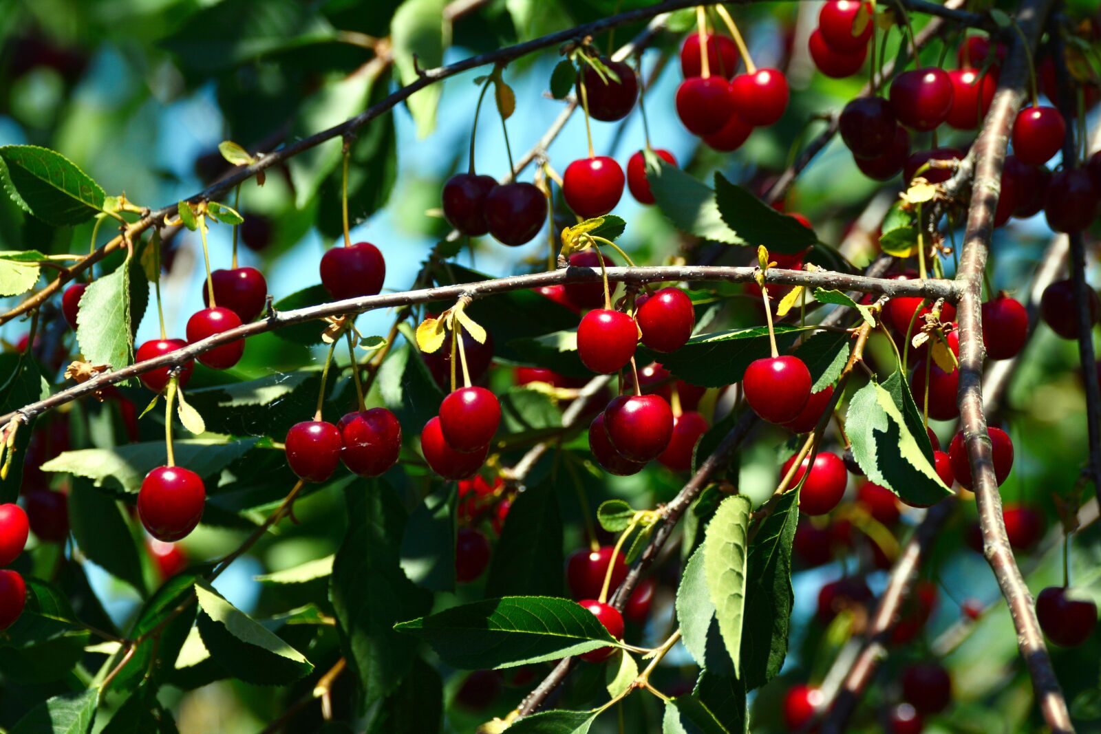 Nikon D5200 sample photo. Cherries, sour cherries, fruit photography