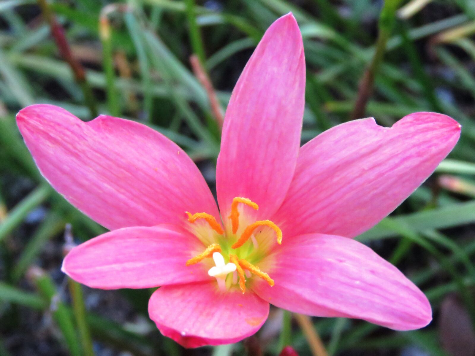 Canon PowerShot SX60 HS sample photo