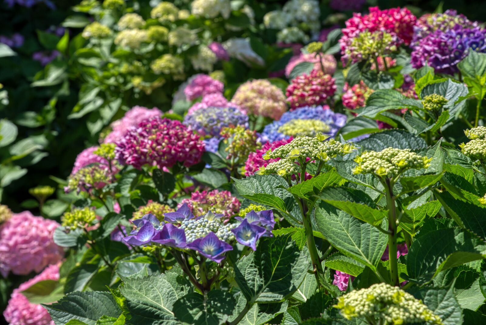 Nikon D750 sample photo. Hydrangeas, hydrangea, hydrangeaceae photography