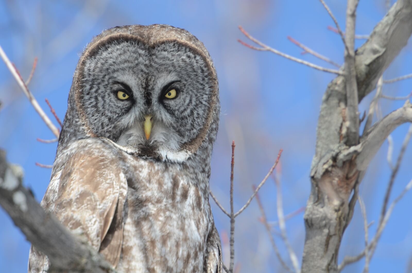 Nikon D7000 sample photo. Owl, bird, canada photography