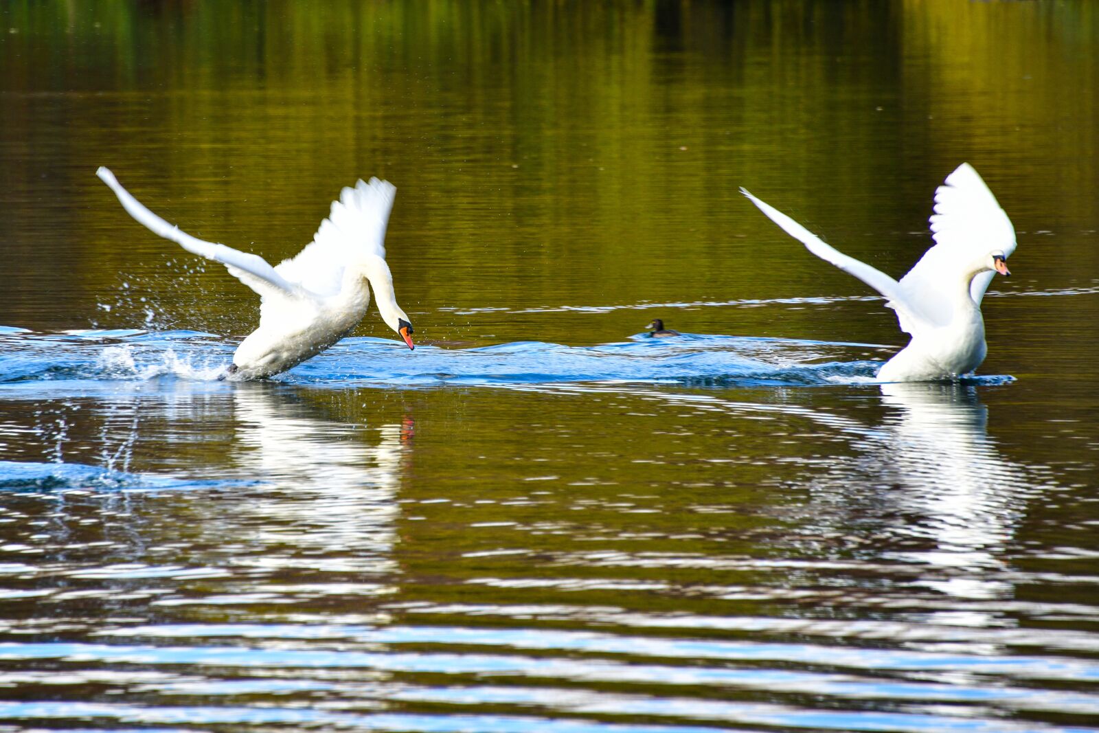 Nikon D850 sample photo. Swans, lake, love photography