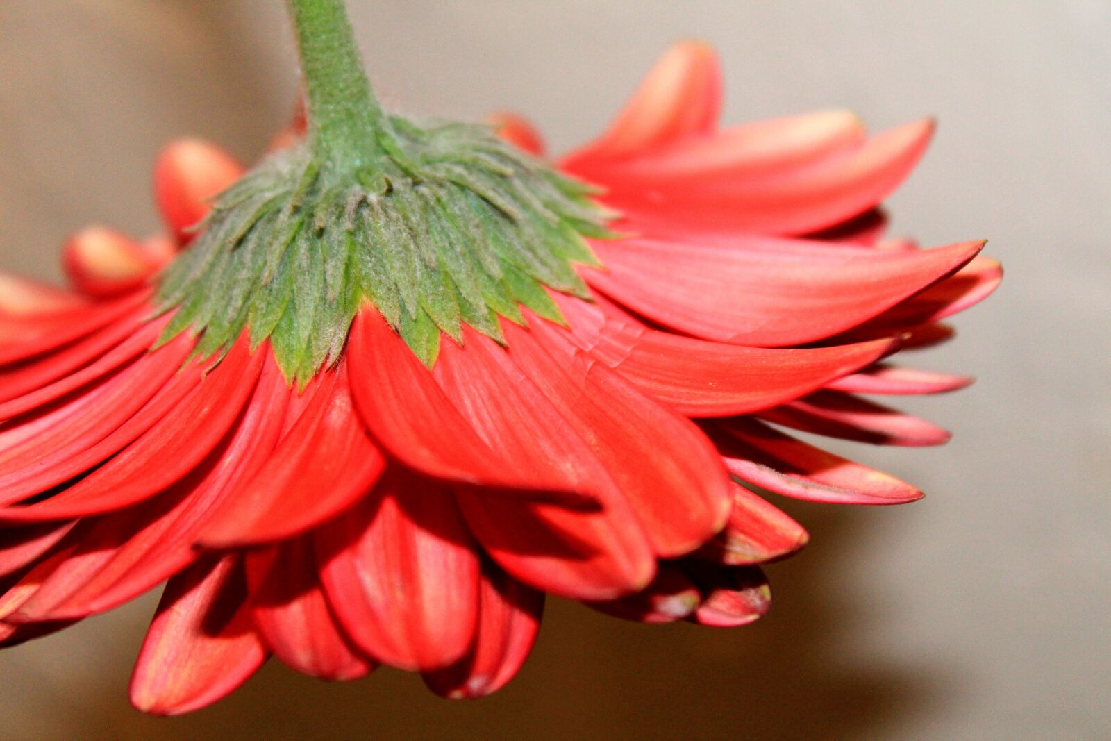 Canon EOS 1300D (EOS Rebel T6 / EOS Kiss X80) sample photo. Flower, red petals, floral photography