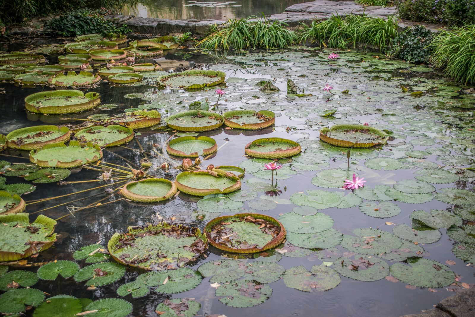 Nikon D5300 sample photo. Victoria, royal, waterlilies photography