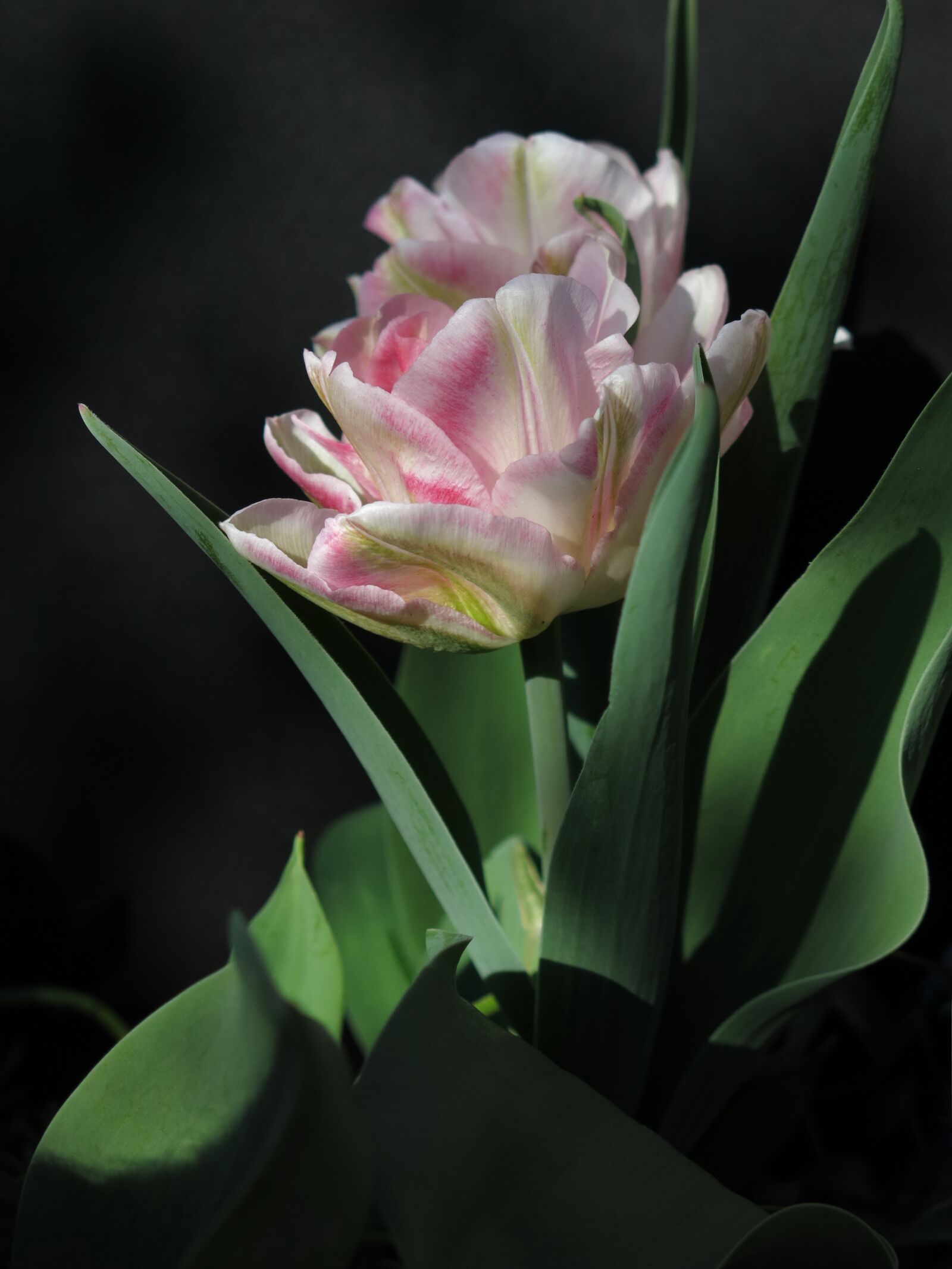 Canon PowerShot G15 sample photo. Tulip, viridiflora tulip, chinatown photography