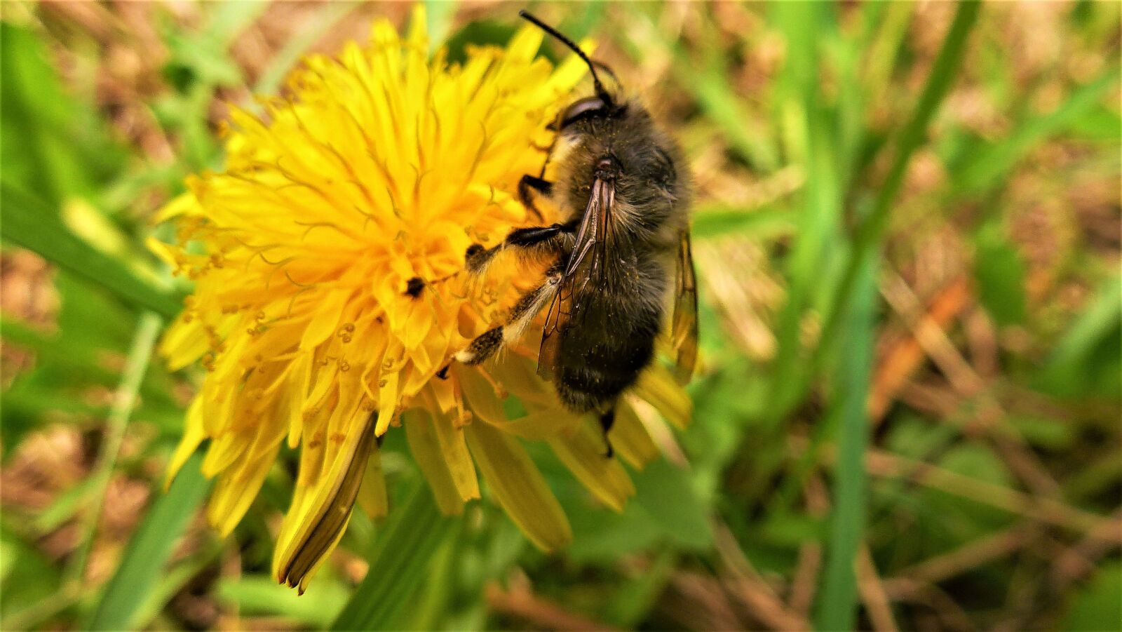 Panasonic Lumix DMC-ZS10 (Lumix DMC-TZ20 / Lumix DMC-TZ22) sample photo. Nature, insect, bee photography