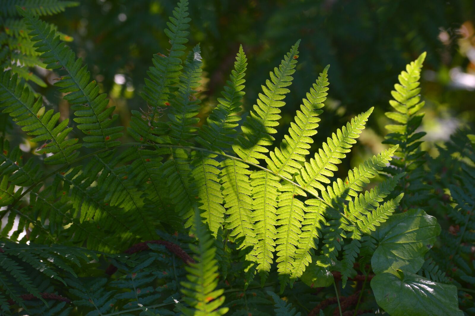Nikon D3200 sample photo. Fern, plants, nature photography