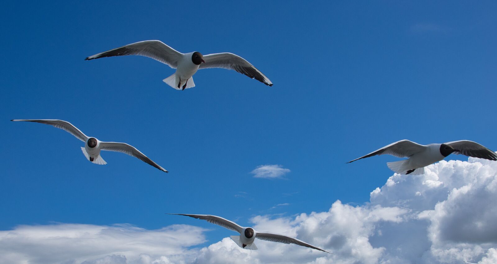 Sony Cyber-shot DSC-RX10 III sample photo. Gulls, baltic sea, zingst photography