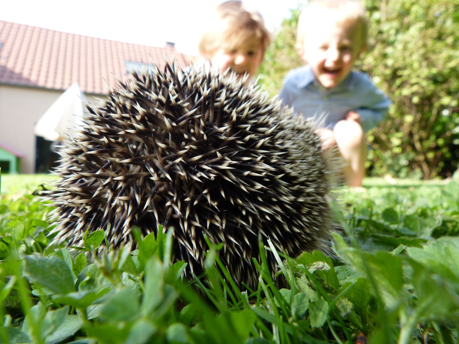 Panasonic Lumix DMC-FZ150 sample photo. Children, garden, hedgehog photography