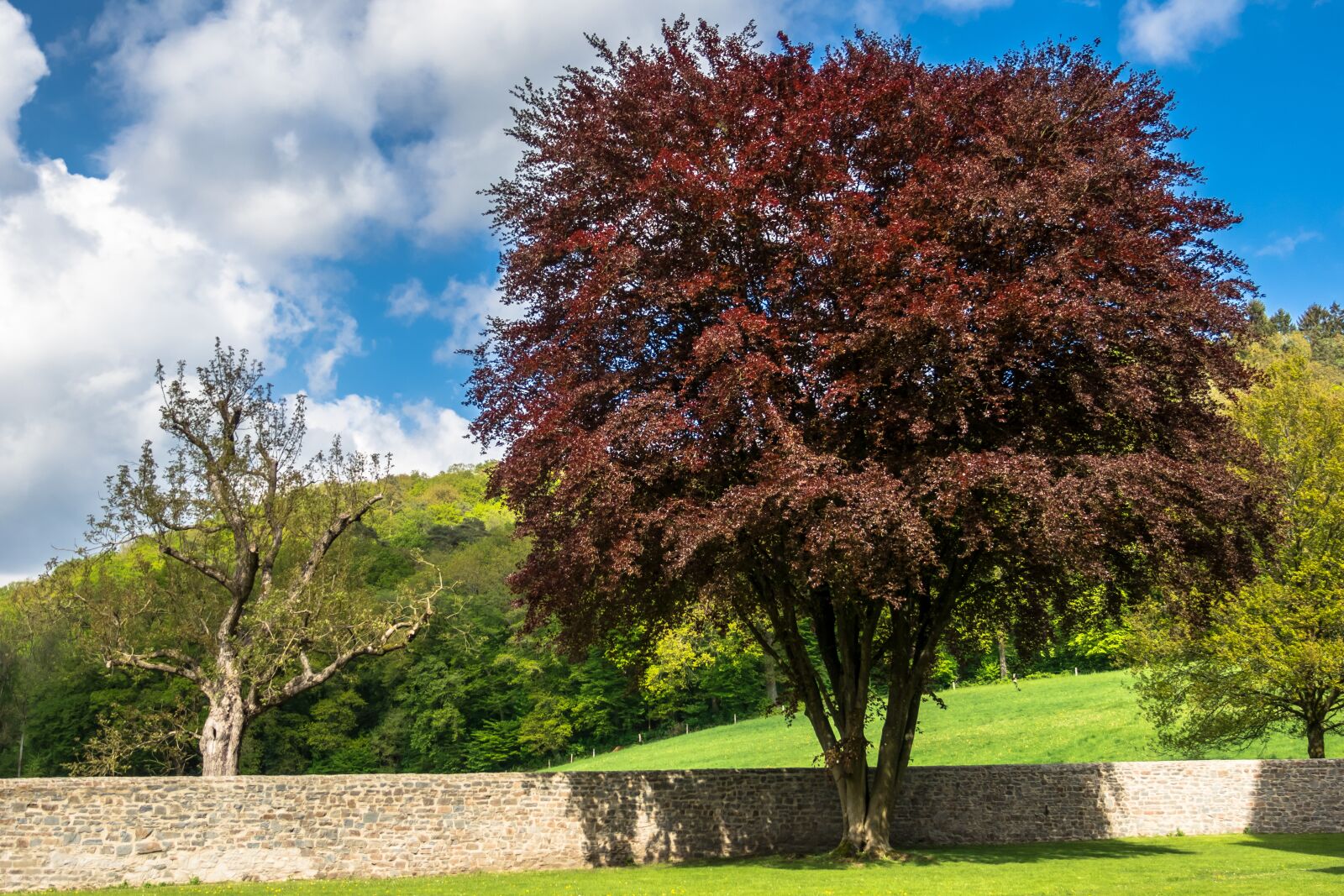 Canon PowerShot G3 X sample photo. Copper beech, beech, crown photography