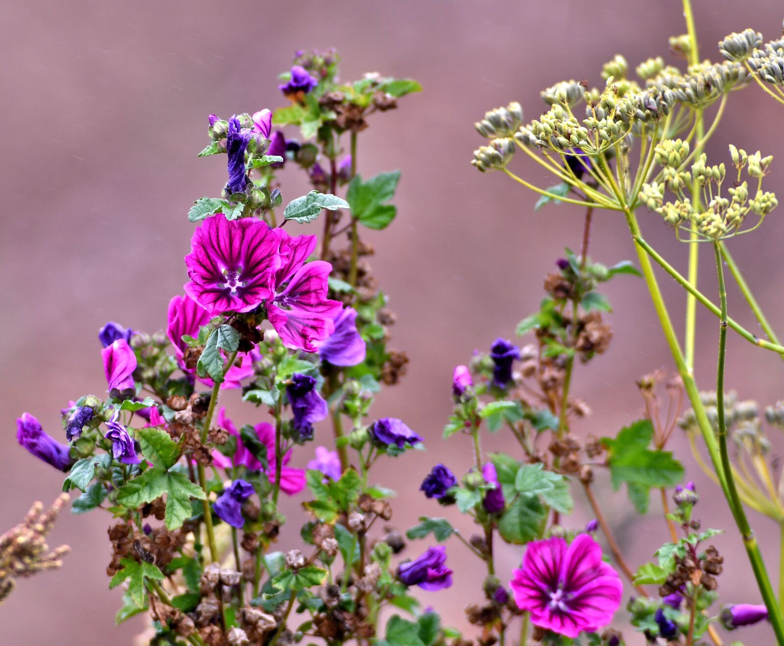 Nikon D500 sample photo. Mallow, screen flower, nature photography