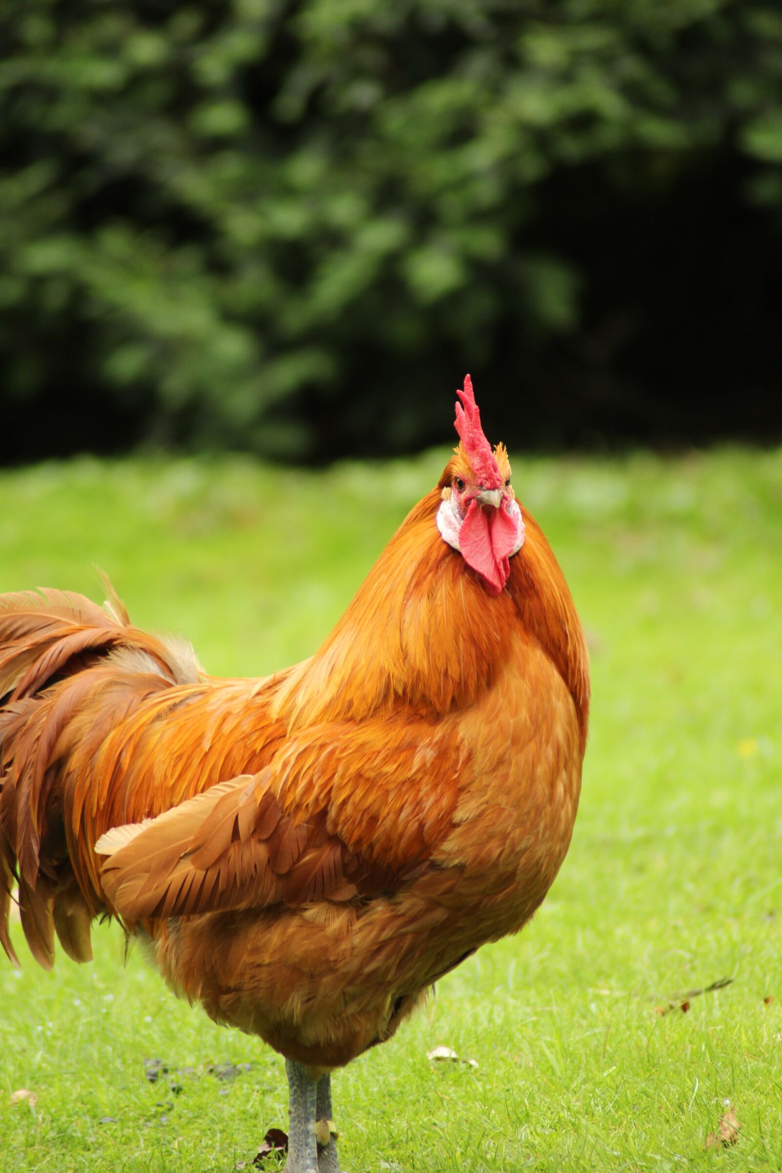 Canon EOS 700D (EOS Rebel T5i / EOS Kiss X7i) sample photo. Chicken, hahn, bird photography