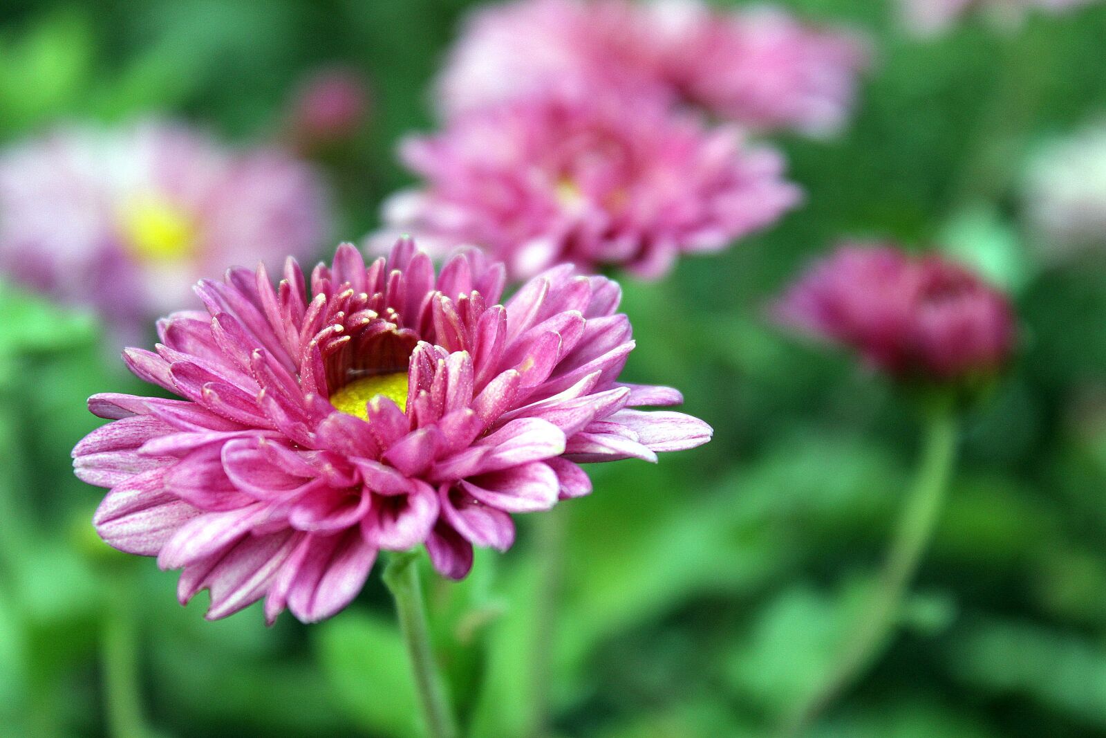 Canon EOS 1300D (EOS Rebel T6 / EOS Kiss X80) sample photo. Flower, pink flower, pink photography
