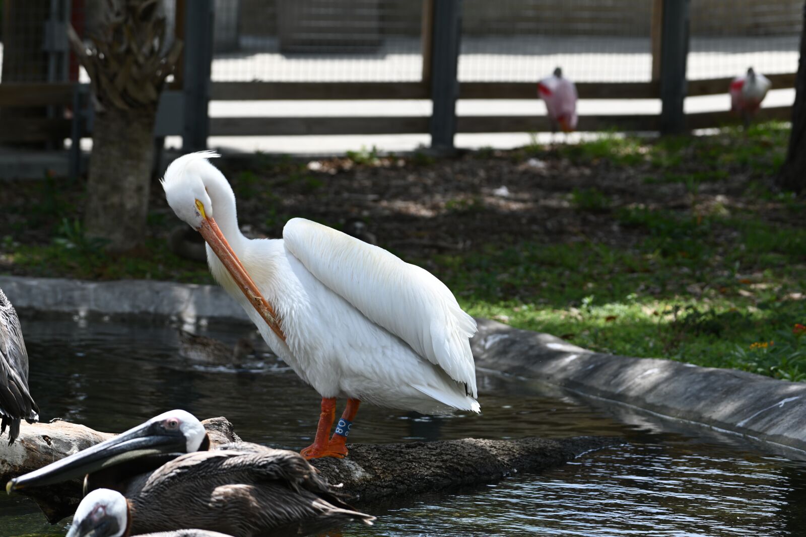 Nikon Z7 sample photo. Miami, pelican, zoo photography