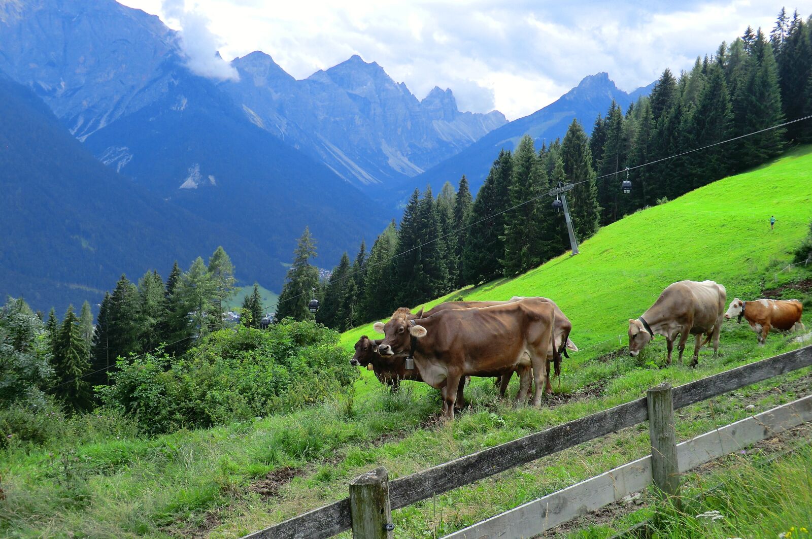 CASIO EX-H5 sample photo. Schlick 2000, cows, meadow photography