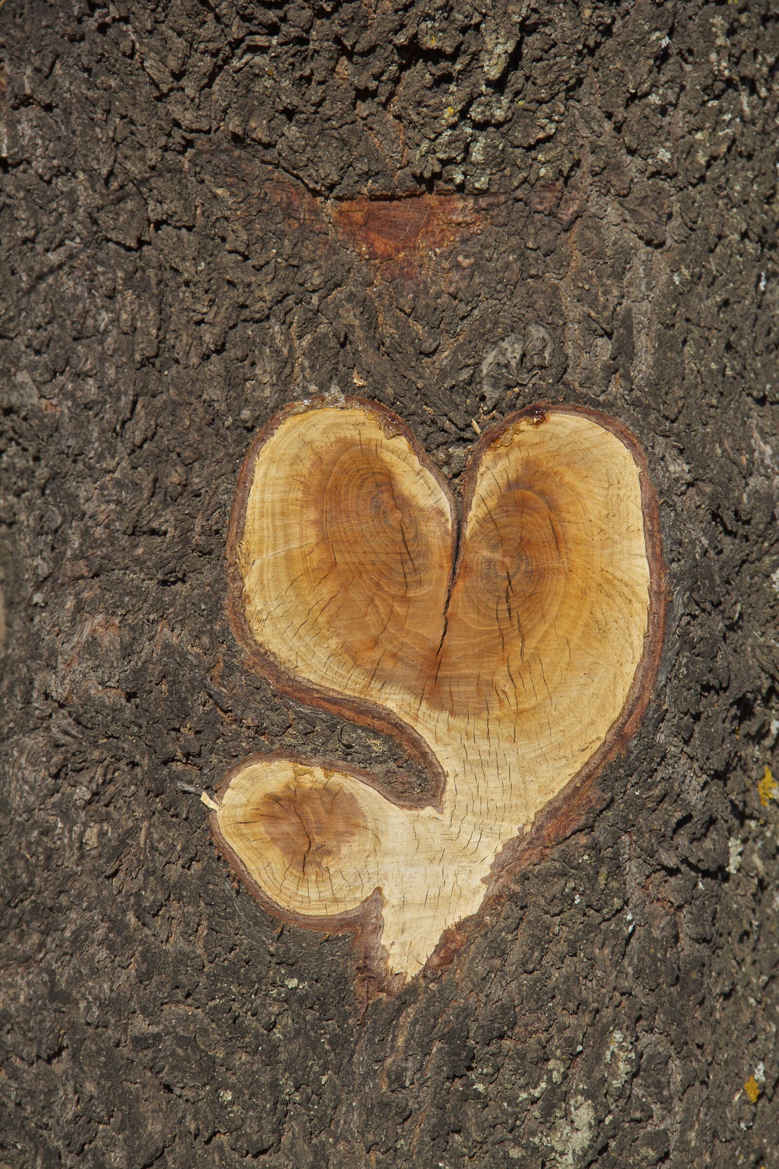 Canon EF-S 18-135mm F3.5-5.6 IS sample photo. Almond tree, heart, nature photography