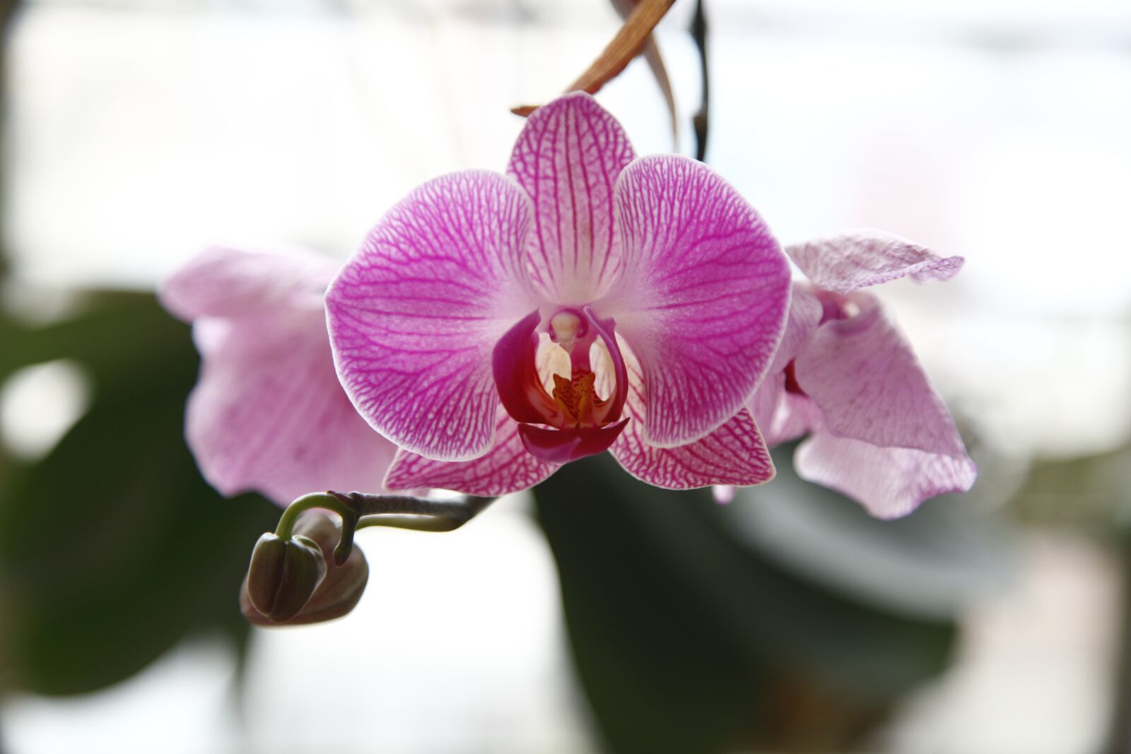 Canon EOS 5D Mark II sample photo. Orchid, phalanopsis, flower photography