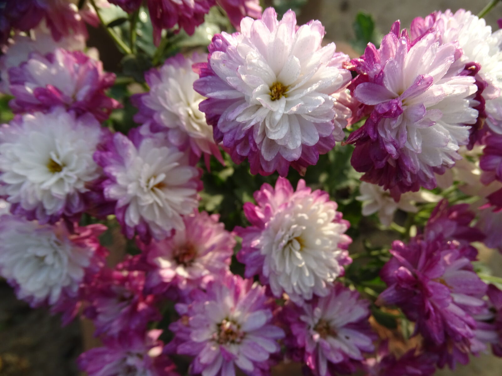 Sony Cyber-shot DSC-HX400V sample photo. Flower, macro, photography, natrul photography